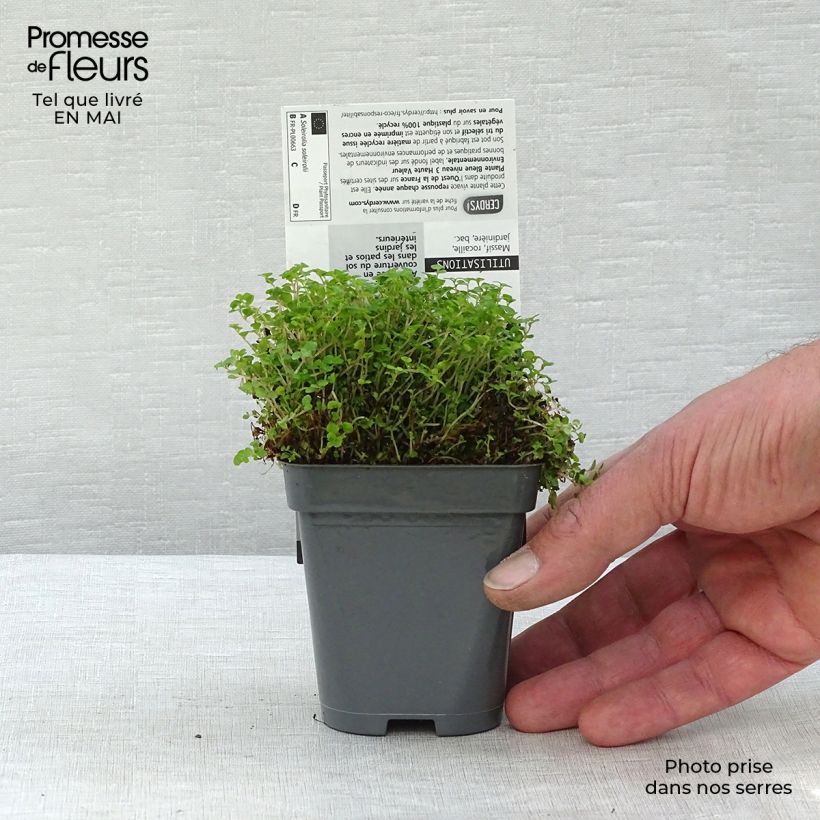 Exemplar von Helxine soleirolii - Soleirolia Kleine Töpfe von 7/8 cm wie im Frühjahr geliefert