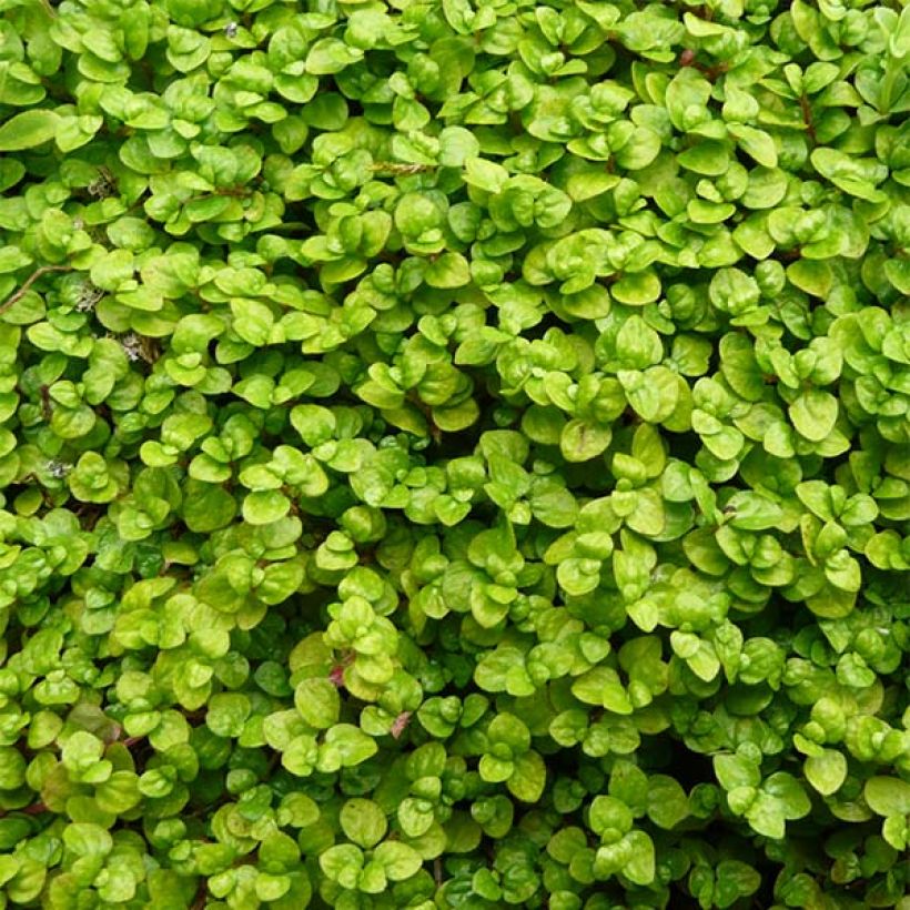 Helxine soleirolii - Soleirolia (Foliage)