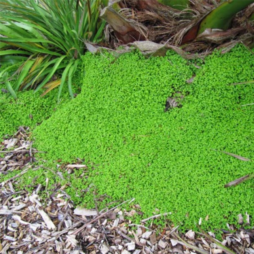 Helxine soleirolii - Soleirolia (Plant habit)