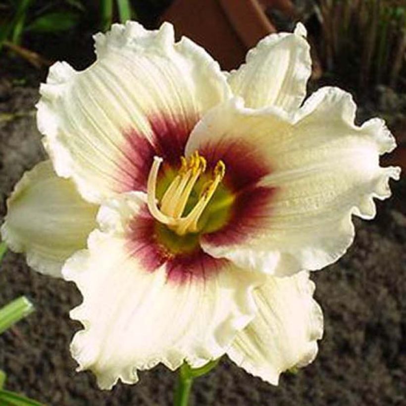 Hemerocallis Pandora's Box - Taglilie (Flowering)