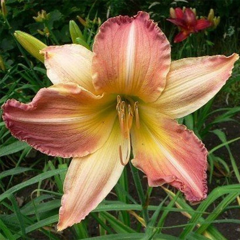 Hemerocallis Abstract Art - Taglilie (Flowering)
