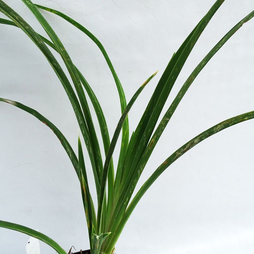Hemerocallis Alaqua - Taglilie (Foliage)