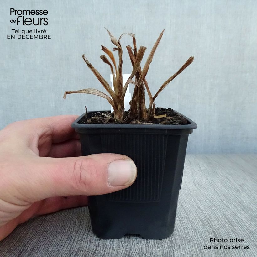 Exemplar von Hemerocallis American Revolution - Taglilie Kleine Töpfe von 8/9 cm wie im Winter geliefert