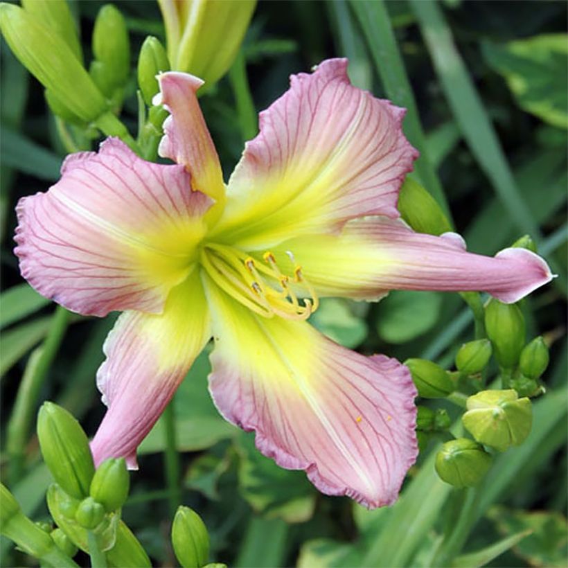 Hemerocallis Amerstone Amethyst Jewel - Taglilie (Flowering)