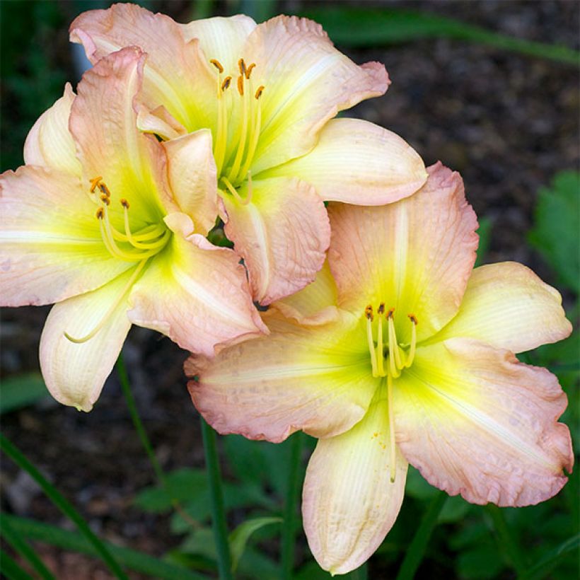 Hemerocallis Amy Stewart - Taglilie (Flowering)