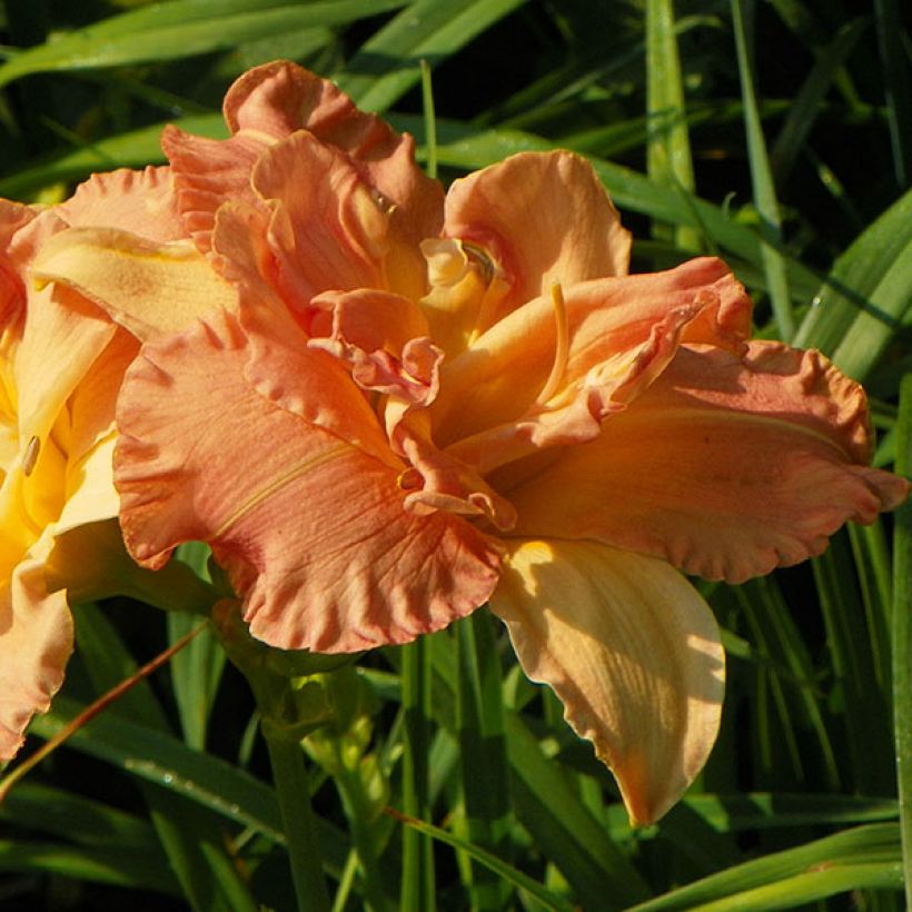 Hemerocallis Angelic Grin - Taglilie (Flowering)