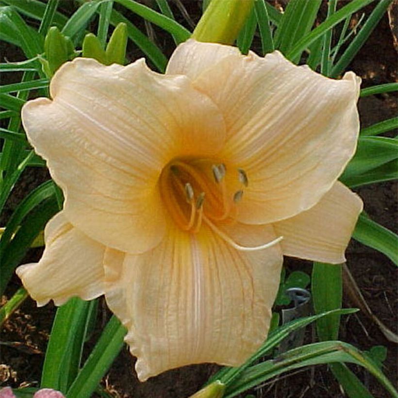 Hemerocallis Annie Welch - Taglilie (Flowering)