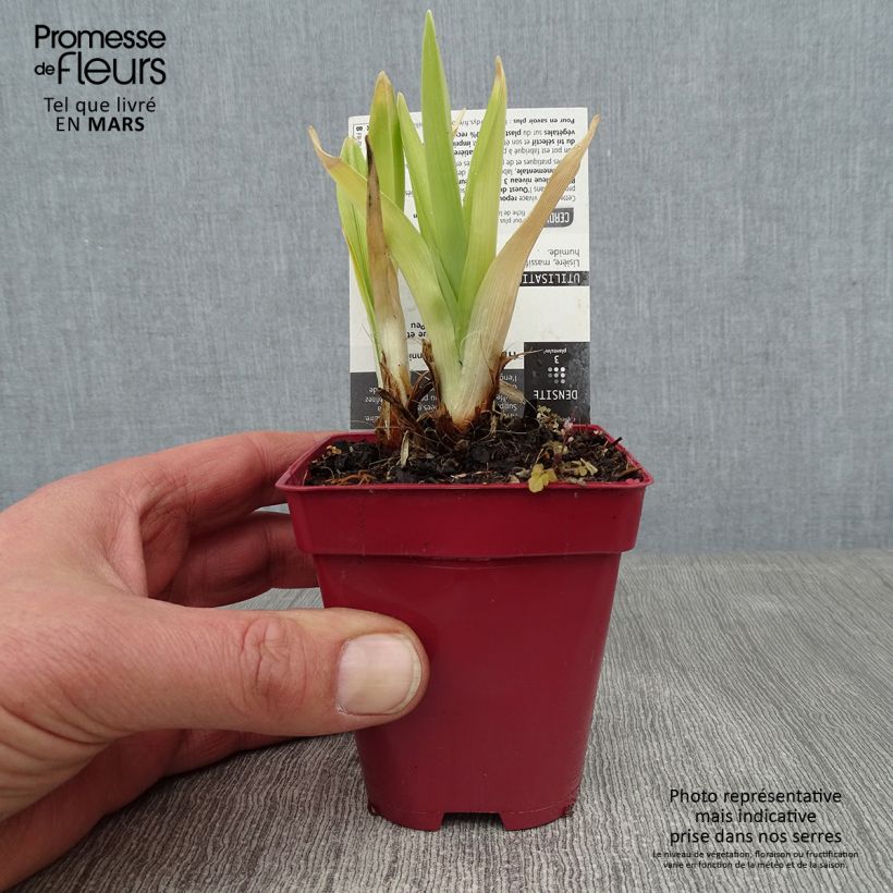 Exemplar von Hemerocallis Annie Welch - Taglilie Kleine Töpfe von 7/8 cm wie im Winter geliefert