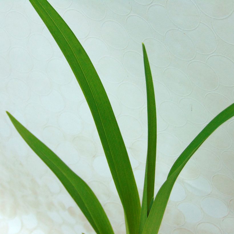 Hemerocallis Apricot Beauty - Taglilie (Foliage)