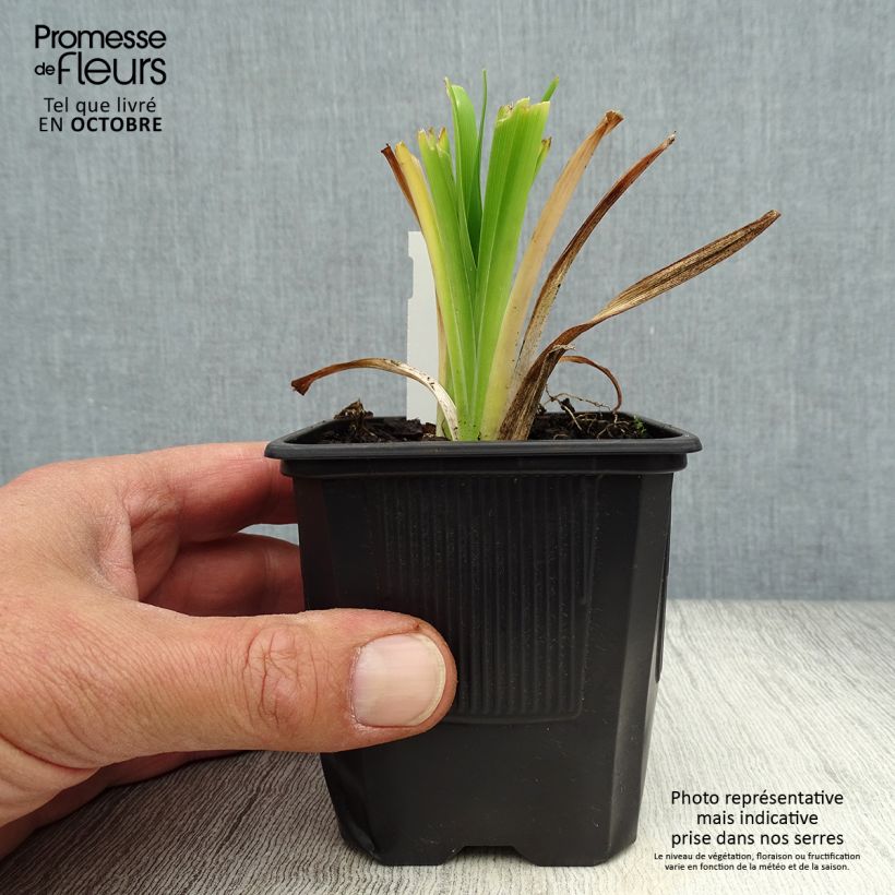 Example of Hemerocallis Apricot Beauty - Taglilie Kleine Töpfe von 8/9 cm as you get in automne