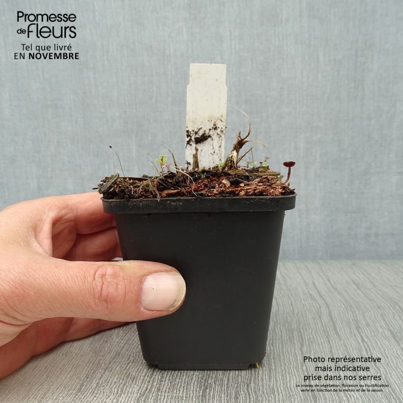 Example of Hemerocallis Arctic Snow - Taglilie Kleine Töpfe von 8/9 cm as you get in automne