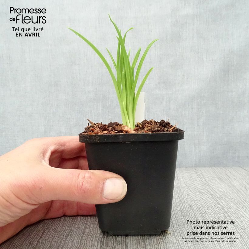 Exemplar von Hemerocallis Arctic Snow - Taglilie Kleine Töpfe von 8/9 cm wie im Frühjahr geliefert