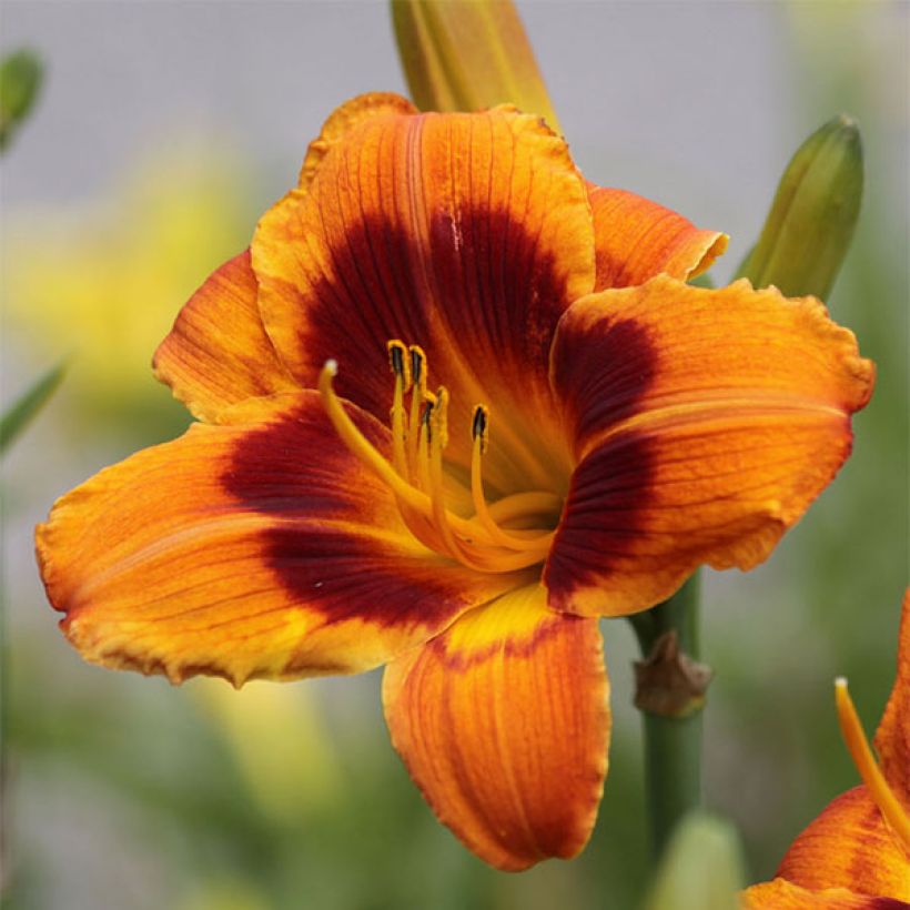 Hemerocallis Hemerocallis Bandit Man - Taglilie (Flowering)