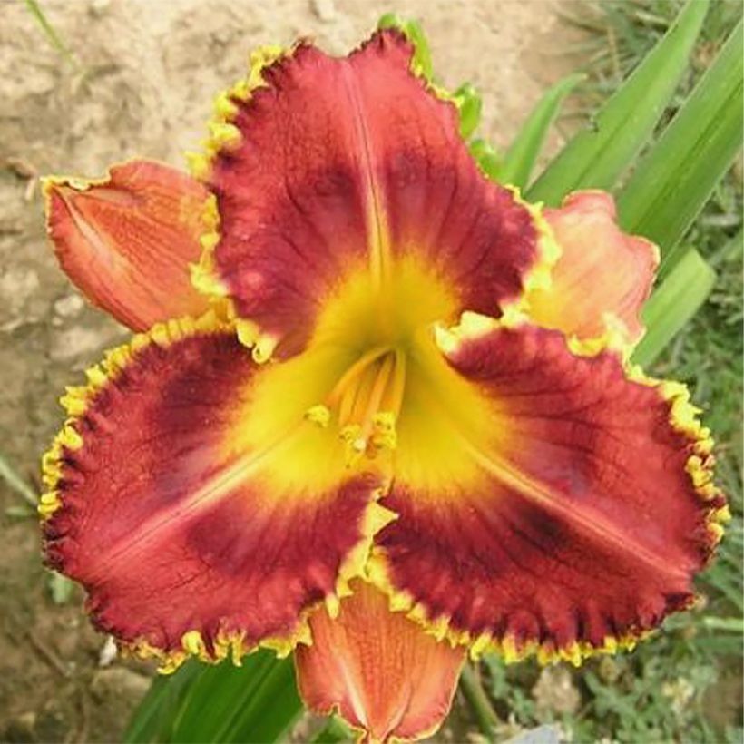 Hemerocallis Baracuda Bay - Taglilie (Flowering)