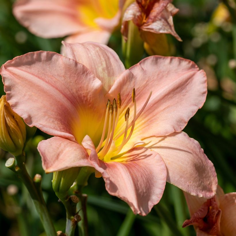 Hemerocallis Barbara Mitchell - Taglilie (Flowering)