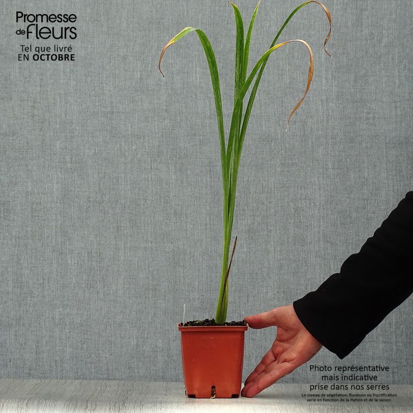 Example of Hemerocallis Bela Lugosi - Taglilie Topf mit 1L/1,5L as you get in automne