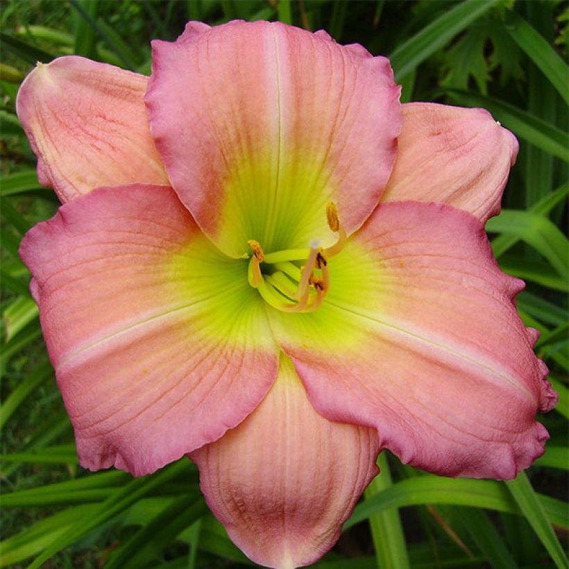 Hemerocallis Ben Norvell - Taglilie (Flowering)