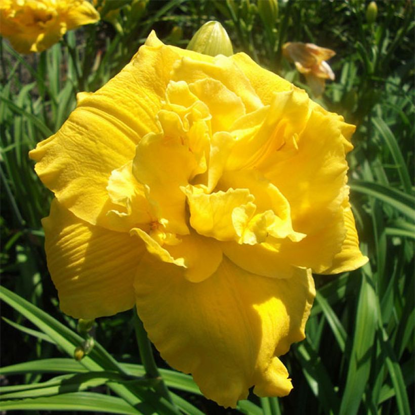 Hemerocallis Betty Wood - Taglilie (Flowering)