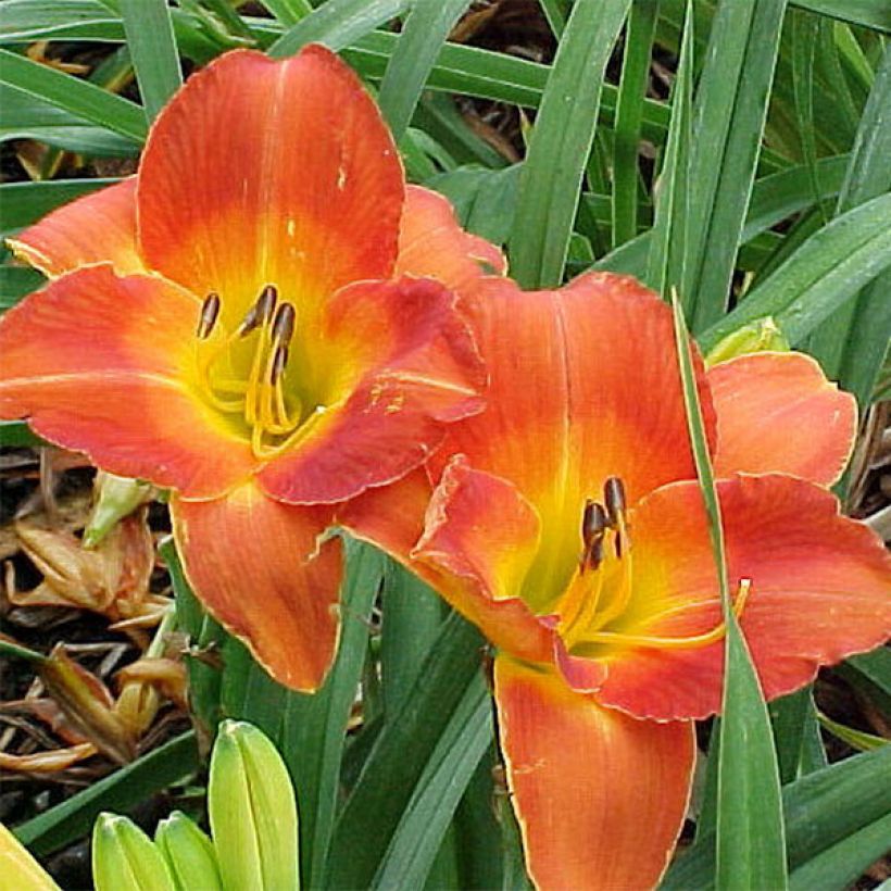 Hemerocallis Bittersweet Holiday - Taglilie (Flowering)