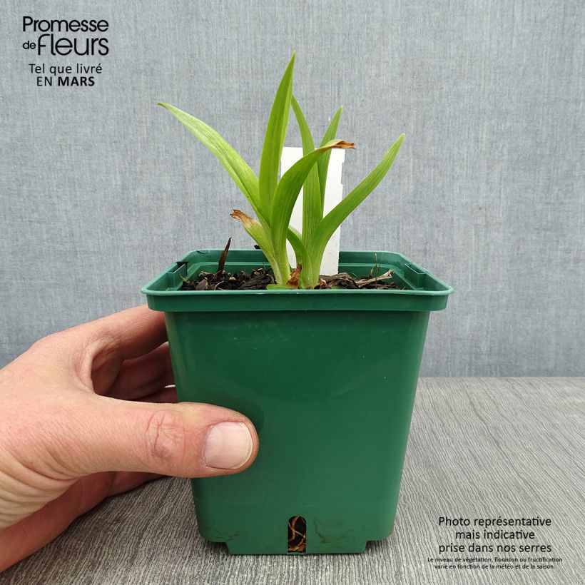 Exemplar von Hemerocallis Black Eyed Susan - Taglilie Topf mit 1L/1,5L wie im Winter geliefert
