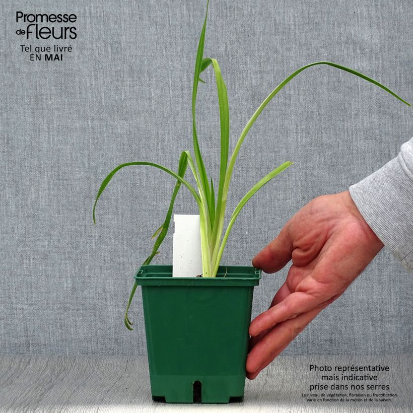 Exemplar von Hemerocallis Black Eyed Susan - Taglilie Topf mit 1L/1,5L wie im Frühjahr geliefert