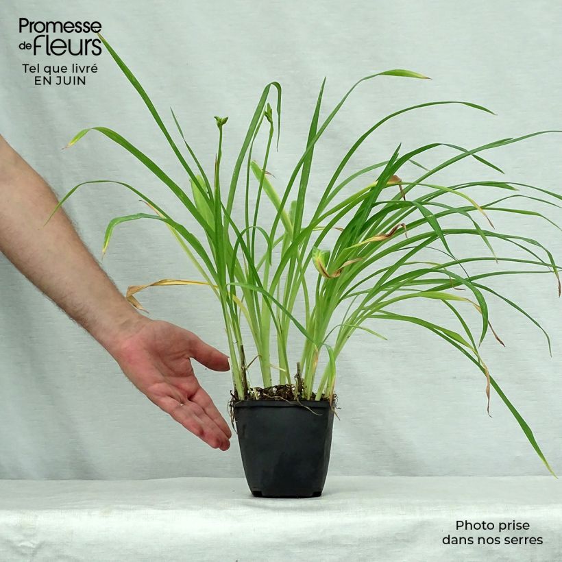 Exemplar von Hemerocallis Black Prince - Taglilie Kleine Töpfe von 8/9 cm wie im Sommer geliefert