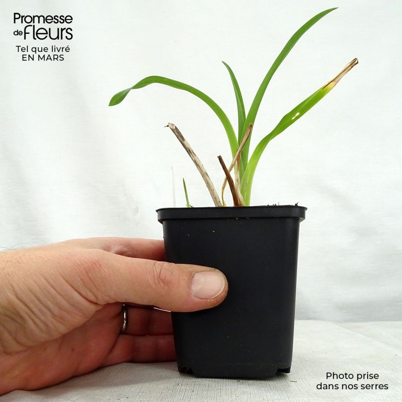 Exemplar von Hemerocallis Black Prince - Taglilie Kleine Töpfe von 8/9 cm wie im Frühjahr geliefert