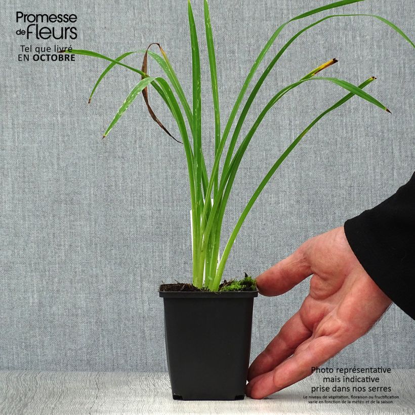 Example of Hemerocallis Black Prince - Taglilie Kleine Töpfe von 8/9 cm as you get in automne