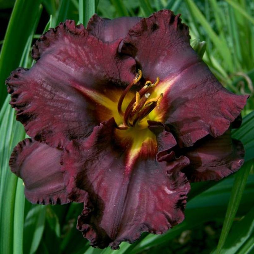 Hemerocallis Black Stockings - Taglilie (Flowering)