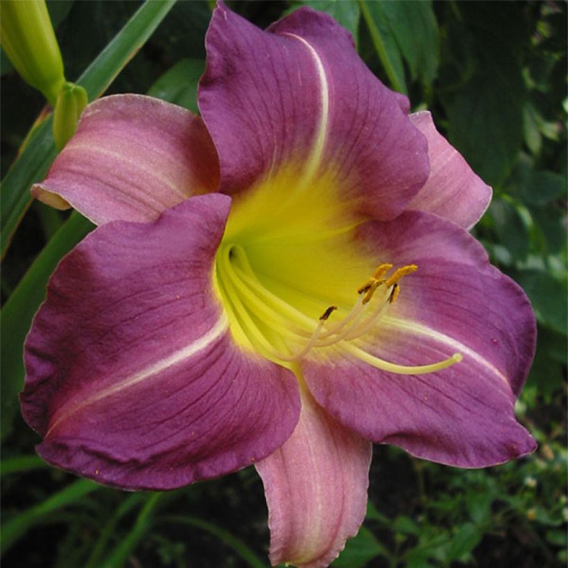 Hemerocallis Blue Sheen - Taglilie (Flowering)