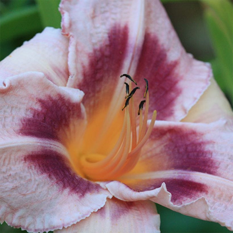 Hemerocallis Blueberry Sunday - Taglilie (Flowering)