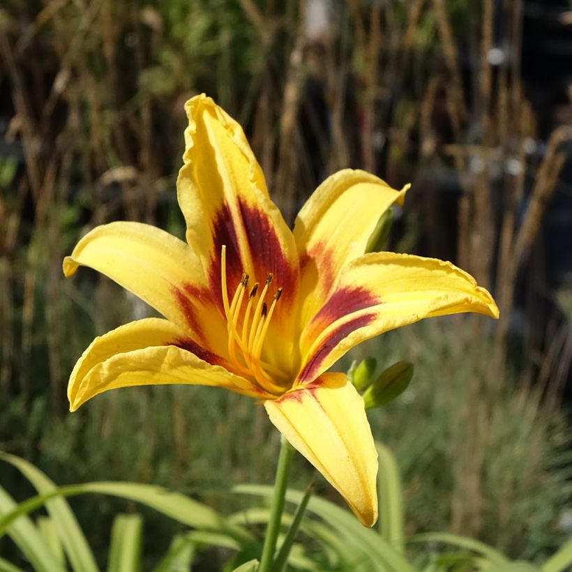 Hemerocallis Bonanza - Taglilie (Flowering)