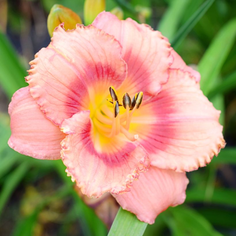Hemerocallis Broadway Dreamer - Taglilie (Flowering)