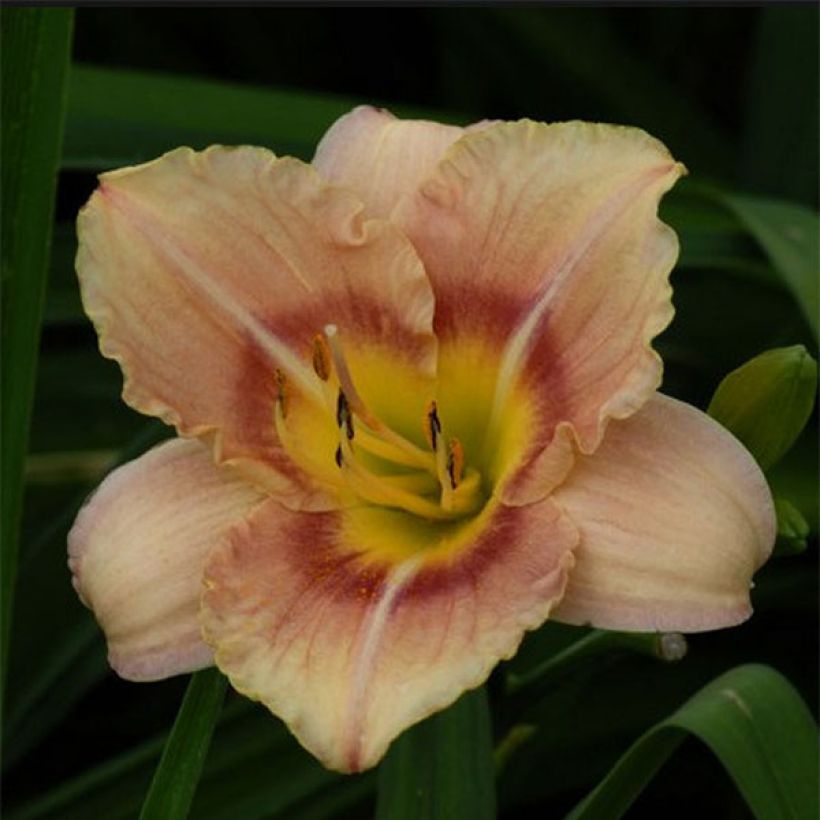 Hemerocallis Buffy s Doll - Taglilie (Flowering)