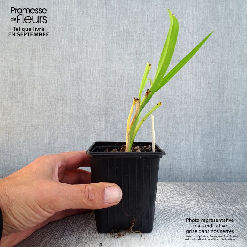 Example of Hemerocallis Burning Daylight - Taglilie Kleine Töpfe von 8/9 cm as you get in automne