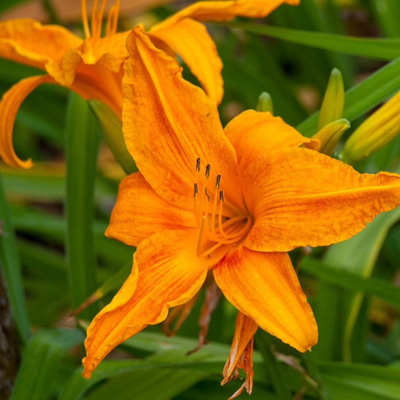 Hemerocallis Burning Daylight - Taglilie (Flowering)
