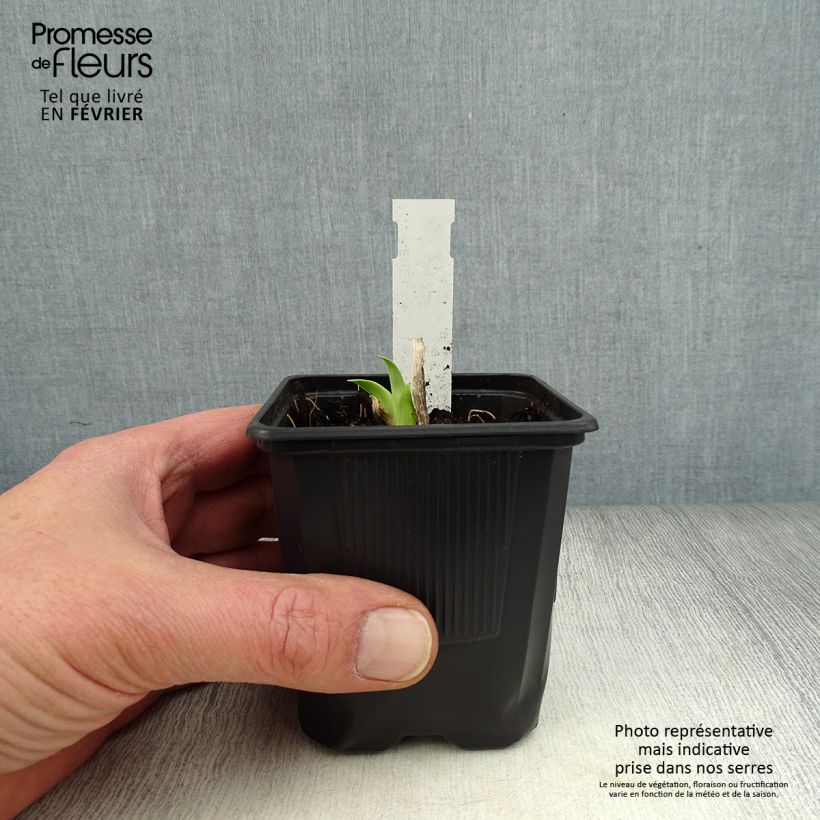 Exemplar von Hemerocallis Burning Daylight - Taglilie Kleine Töpfe von 8/9 cm wie im Winter geliefert