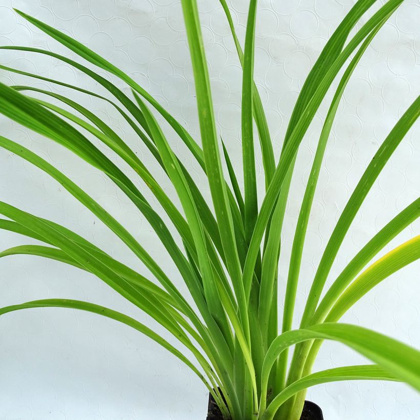 Hemerocallis Burning Daylight - Taglilie (Foliage)