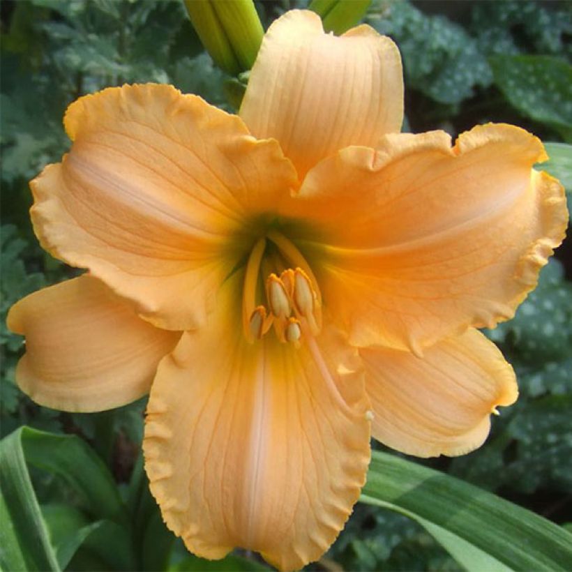 Hemerocallis By Myself - Taglilie (Flowering)