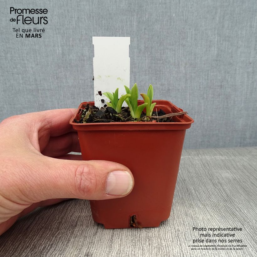 Exemplar von Hemerocallis By Myself - Taglilie Kleine Töpfe von 8/9 cm wie im Winter geliefert