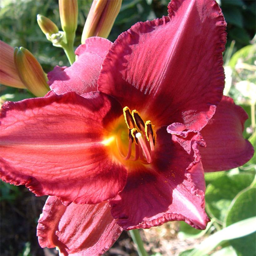 Hemerocallis Bysantine Emperor - Taglilie (Flowering)