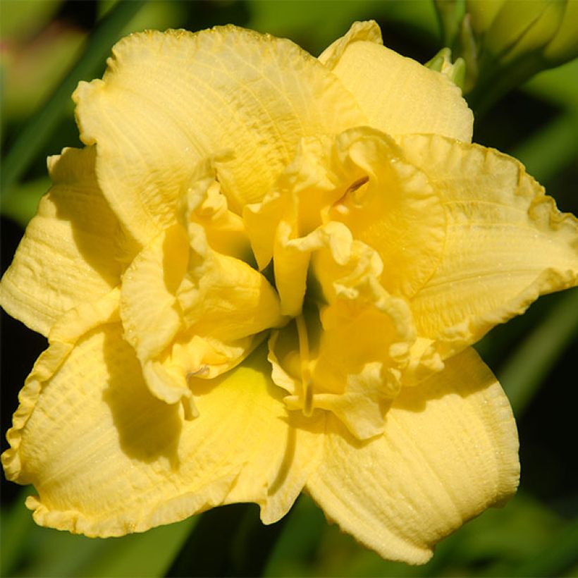 Hemerocallis Cabbage Flower - Taglilie (Flowering)