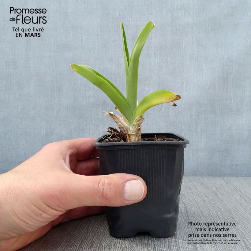 Exemplar von Hemerocallis Canadian Border Patrol - Taglilie Kleine Töpfe von 8/9 cm wie im Frühjahr geliefert