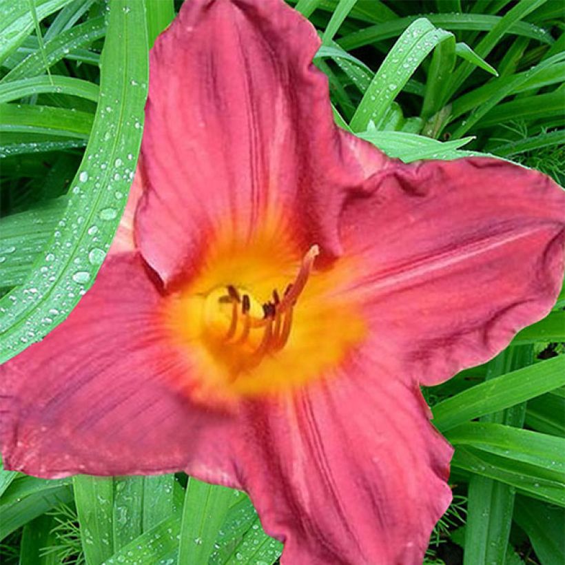 Hemerocallis Carnival Flair - Taglilie (Flowering)