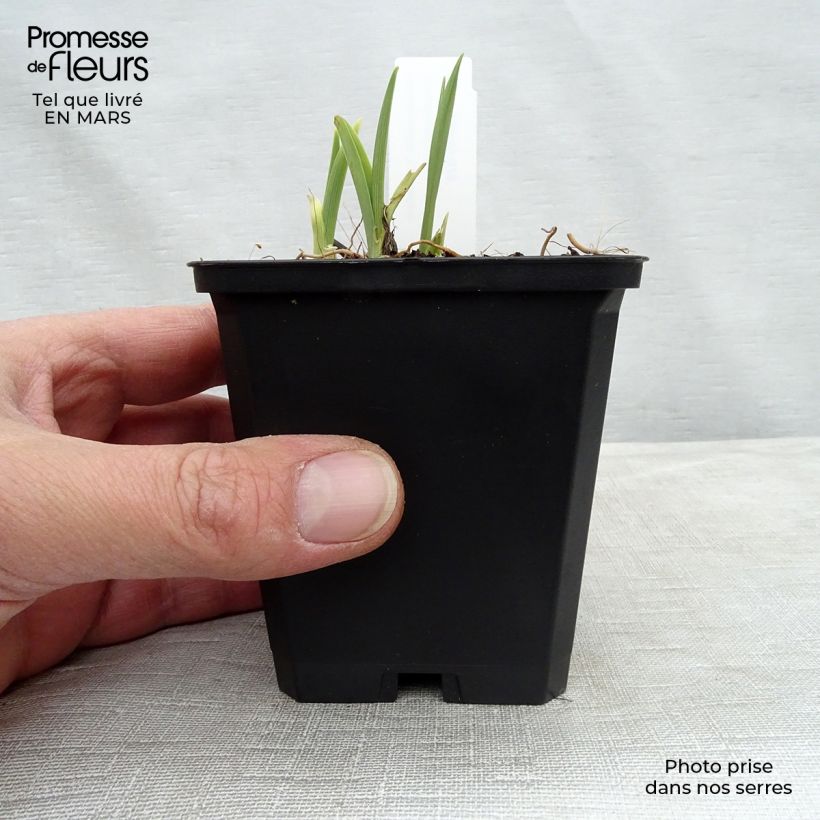 Exemplar von Hemerocallis Catherine Woodbury - Taglilie Kleine Töpfe von 8/9 cm wie im Frühjahr geliefert