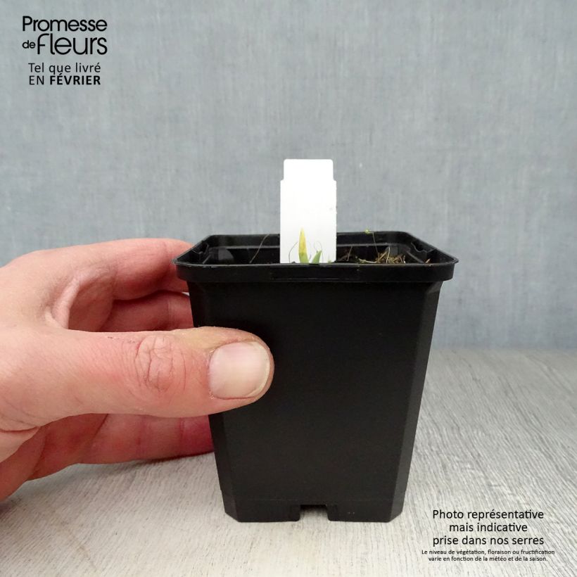 Exemplar von Hemerocallis Catherine Woodbury - Taglilie Kleine Töpfe von 8/9 cm wie im Winter geliefert