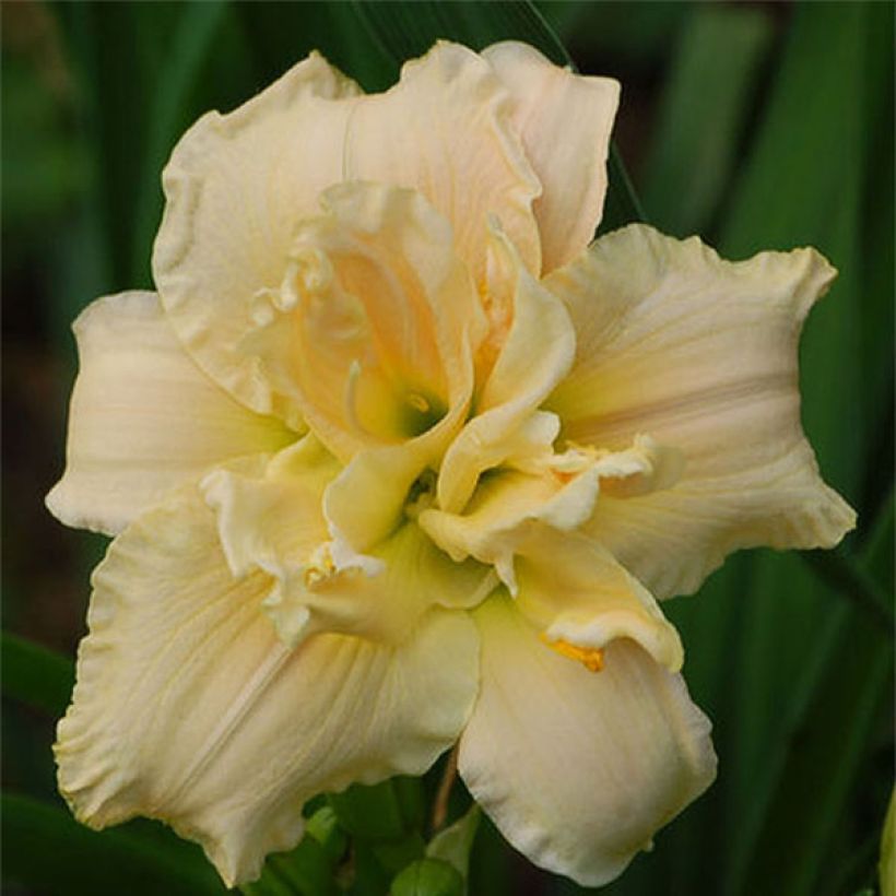Hemerocallis Chardonnay - Taglilie (Flowering)