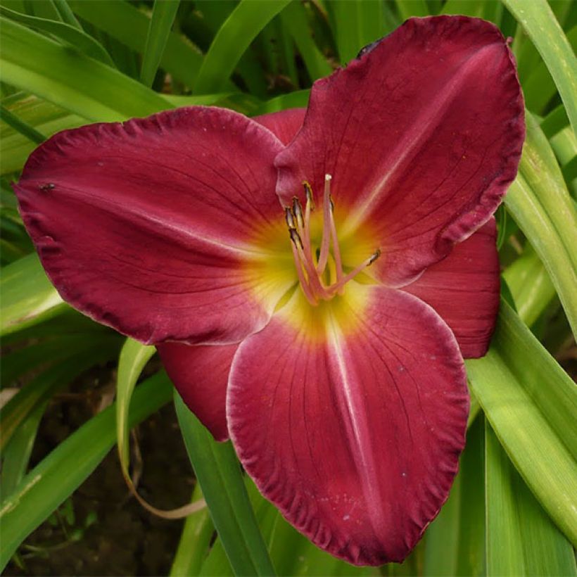 Hemerocallis Charles Johnson - Taglilie (Flowering)