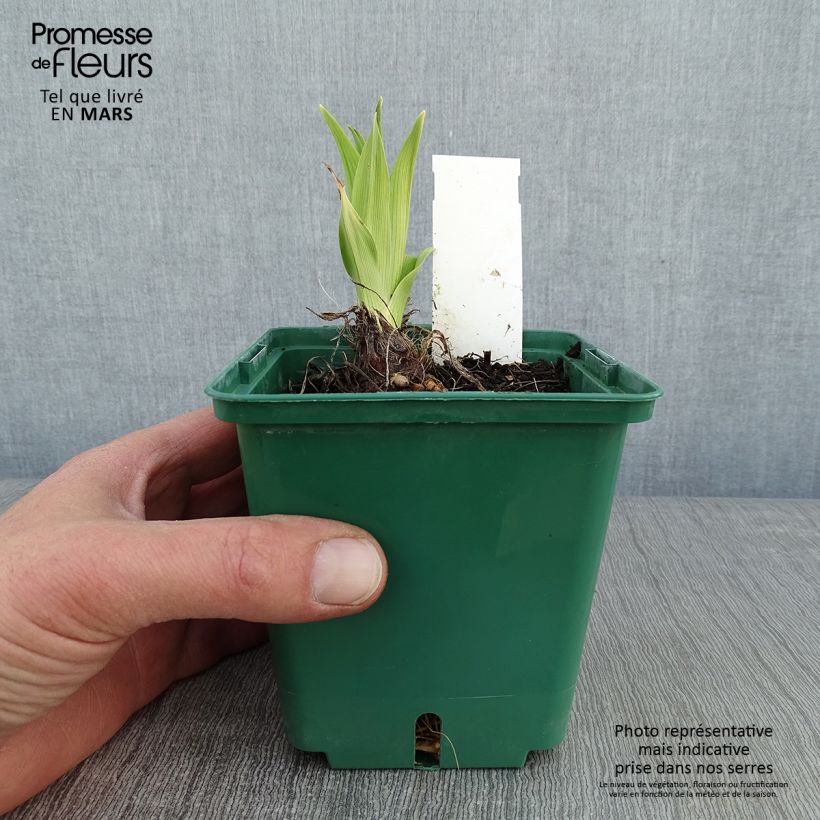 Exemplar von Hemerocallis Charles Johnson - Taglilie Topf mit 1L/1,5L wie im Winter geliefert