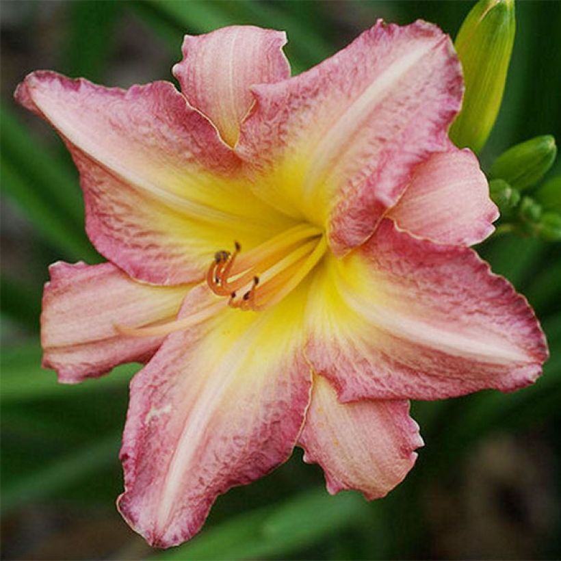 Hemerocallis Chicago Candy Cane - Taglilie (Flowering)